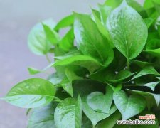 从家庭到心灵 绿萝的意义与象征