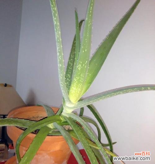 探寻芦荟盛开的美丽与象征 芦荟的花语与意义