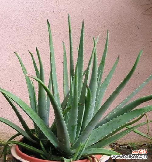 探寻芦荟盛开的美丽与象征 芦荟的花语与意义