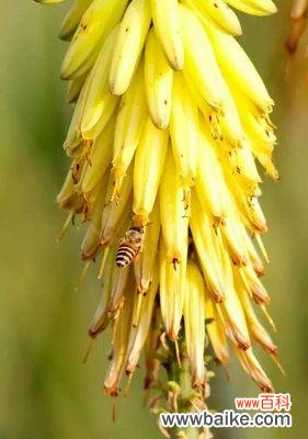 探寻芦荟盛开的美丽与象征 芦荟的花语与意义
