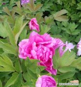 探索牡丹的寓意 牡丹花