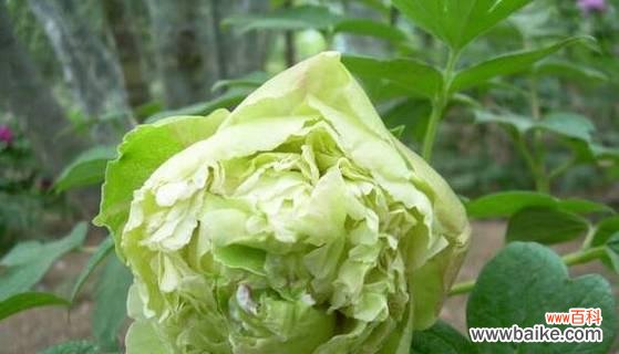 探索牡丹的寓意 牡丹花