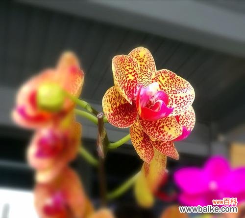 每一朵都有独特的象征意义 花朵意义丰富多彩