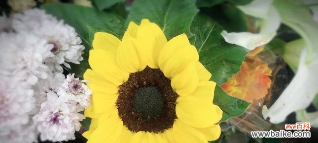 用寂静的花语述说无声的情感 沉默之花——白色紫罗兰的花语