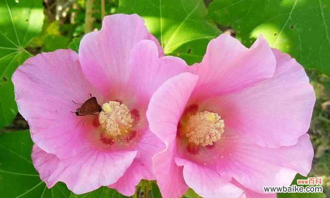 阳光下的坚韧绽放 以向日葵的花语为主题的成长之路