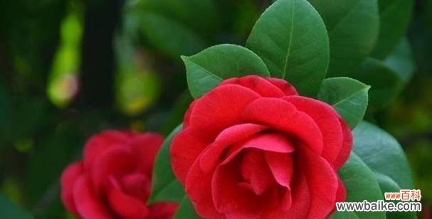 揭开骄红花所代表的爱的真相 骄红花的花语与变态的爱