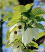 揭开骄红花所代表的爱的真相 骄红花的花语与变态的爱