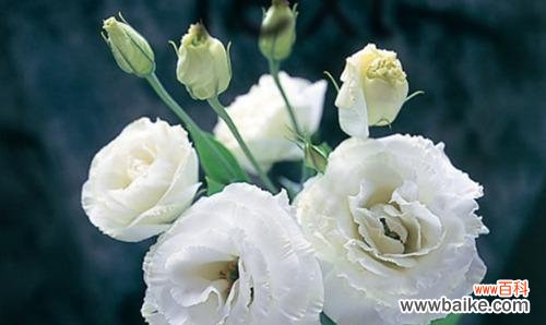 浪漫爱情之语玫瑰花表白的意义 用玫瑰花表白的花语