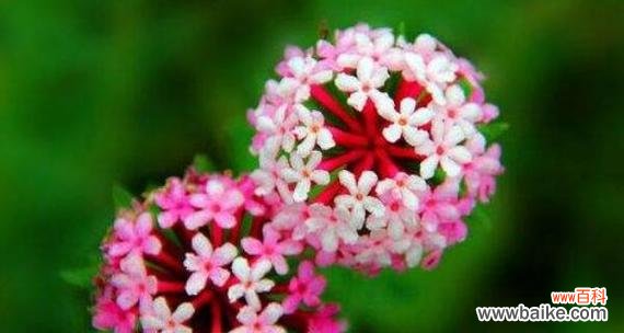 探索毒蝎尾花的凶险之美 残忍的花语——以毒蝎尾花为例