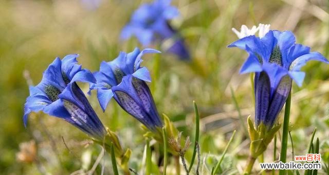 探索毒蝎尾花的凶险之美 残忍的花语——以毒蝎尾花为例