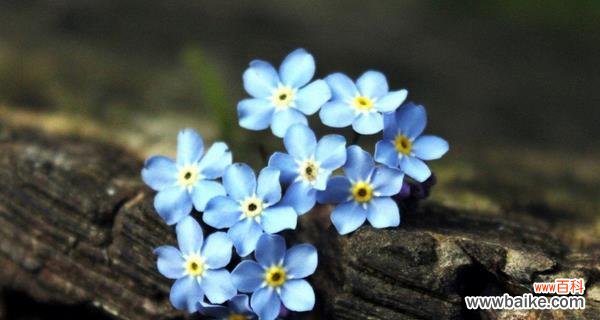 深情款款 勿忘我的花语是不要忘记我