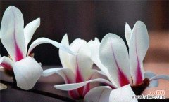 阳光 绽放如火——以向日葵的花语为主题