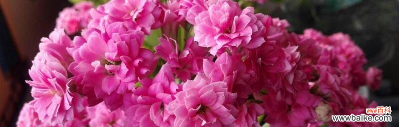 阳光 绽放如火——以向日葵的花语为主题