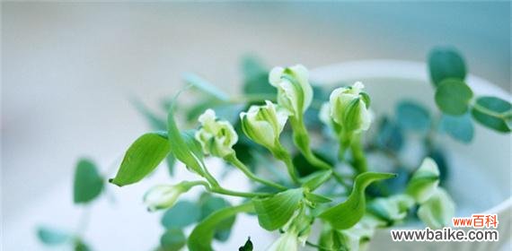 百合花语 纯洁之花的花语——以白色百合为例