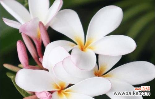 百合花语 纯洁之花的花语——以白色百合为例