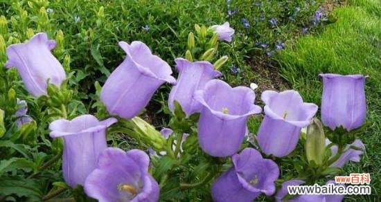 迷失的信号 错过的花语——以“迷失花”为主题的探究