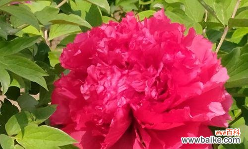 探寻牡丹花的美丽与象征意义 牡丹花的象征——美丽与坚强