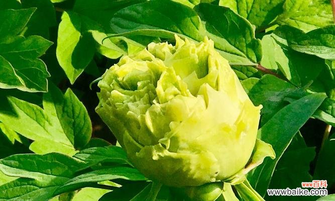 探寻牡丹花的美丽与象征意义 牡丹花的象征——美丽与坚强