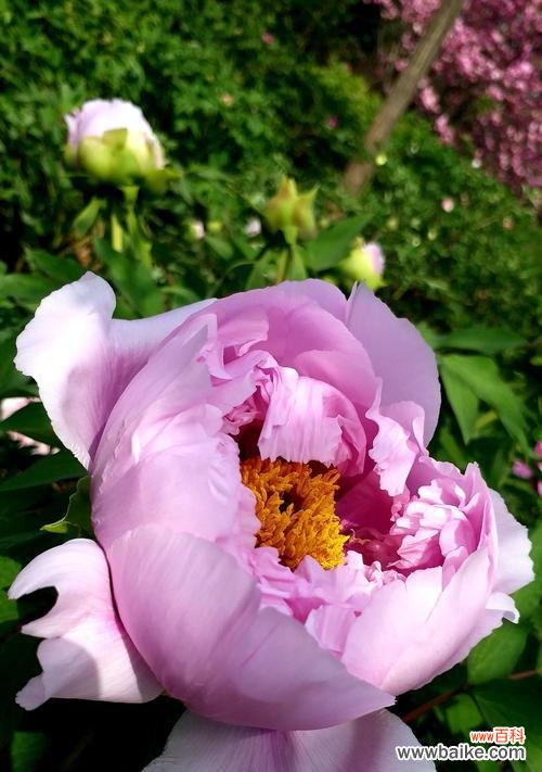 探索牡丹花语的深层意义 牡丹花语之华丽绽放