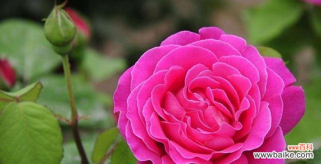 探寻月季花的象征意义和深刻内涵 月季花的花语——美丽与传情的化身