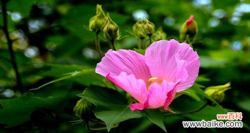 探寻木瑾花的美与意义 以木瑾花为主题的象征意义