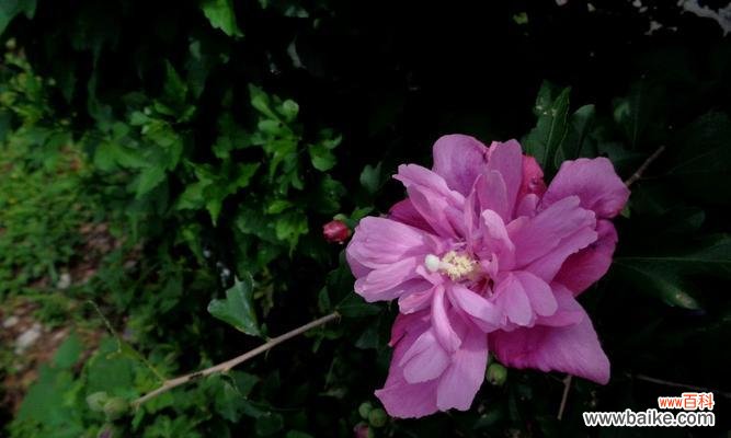 探寻木瑾花的美与意义 以木瑾花为主题的象征意义