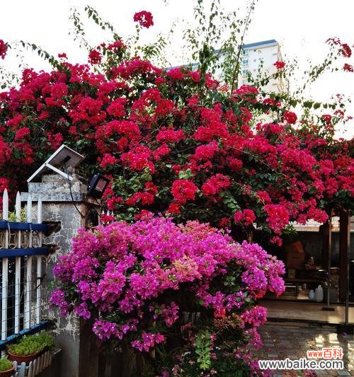 传递爱与希望的花朵——三角梅 三角梅的花语与美丽绽放