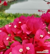 传递爱与希望的花朵——三角梅 三角梅的花语与美丽绽放