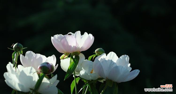 探索芍药花的象征意义 芍药花的花语与寓意
