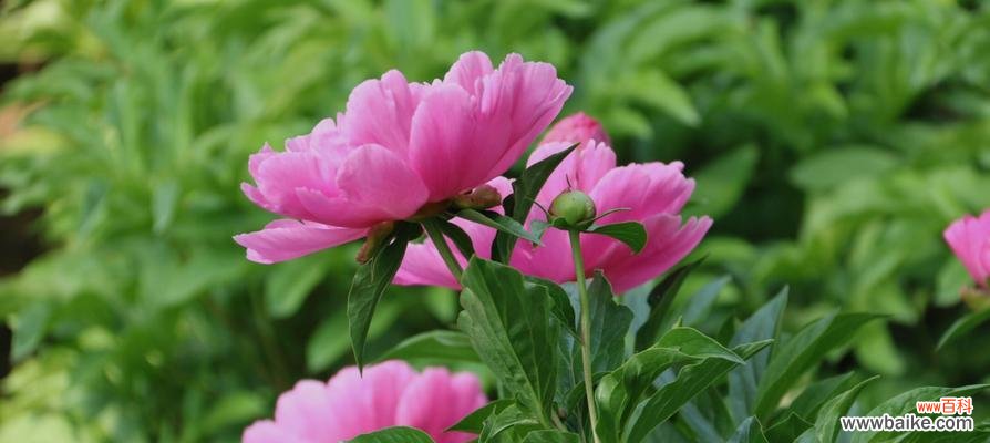 探索芍药花的象征意义 芍药花的花语与寓意