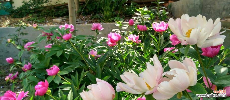 探索芍药花的象征意义 芍药花的花语与寓意