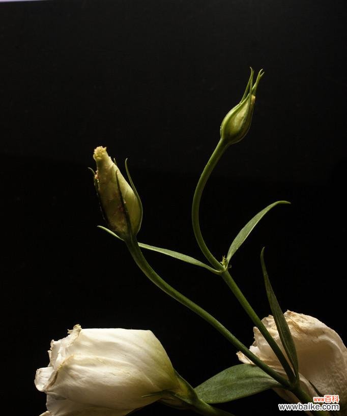 揭秘花卉中隐藏的死亡象征 花语之谜