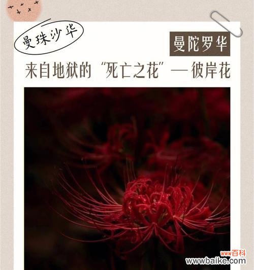 揭秘花卉中隐藏的死亡象征 花语之谜