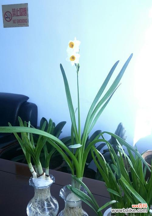 探寻爱情的真谛 浪漫之花