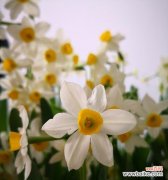 以其独特特点与象征意义引领花海盛宴 水仙花