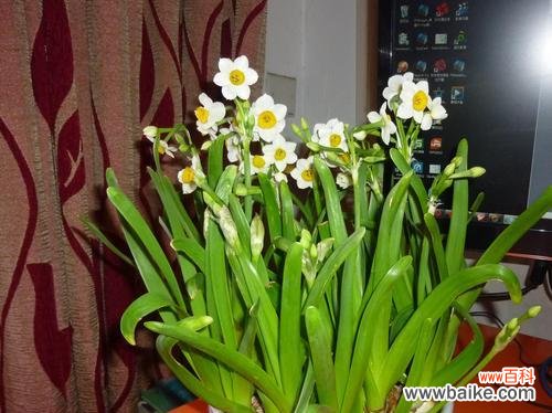 以其独特特点与象征意义引领花海盛宴 水仙花