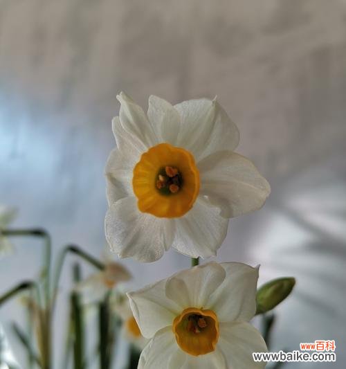 以颜色解读水仙花的象征意义 水仙花的多彩意义