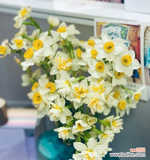以颜色解读水仙花的象征意义 水仙花的多彩意义