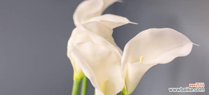 探寻马蹄莲花的神秘语言与象征意义 马蹄莲花语的含义与传承