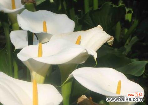 探寻马蹄莲花的神秘语言与象征意义 马蹄莲花语的含义与传承