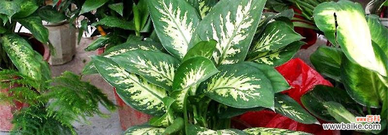 用永恒的绿色演绎生命的奇迹 万年青的象征意义