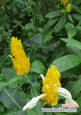 担当的力量——百合花语解读 以百合花的花语为主题的文章