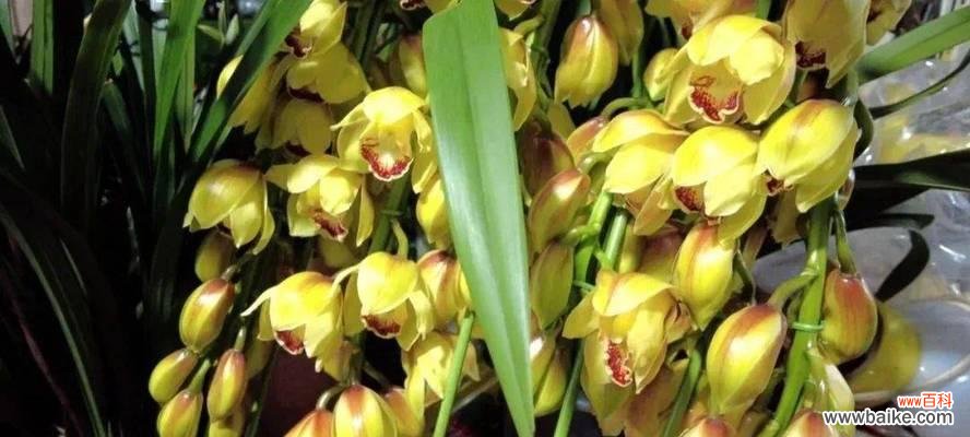 担当的力量——百合花语解读 以百合花的花语为主题的文章