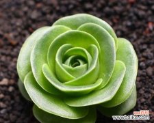 春笋爆发、探戈之舞、欢愉的幕后 堕落之花