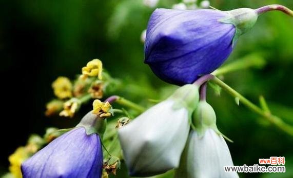 揭秘白色玫瑰花语的美丽意涵 纯洁之花语——白色玫瑰