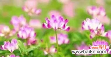 揭秘白色玫瑰花语的美丽意涵 纯洁之花语——白色玫瑰