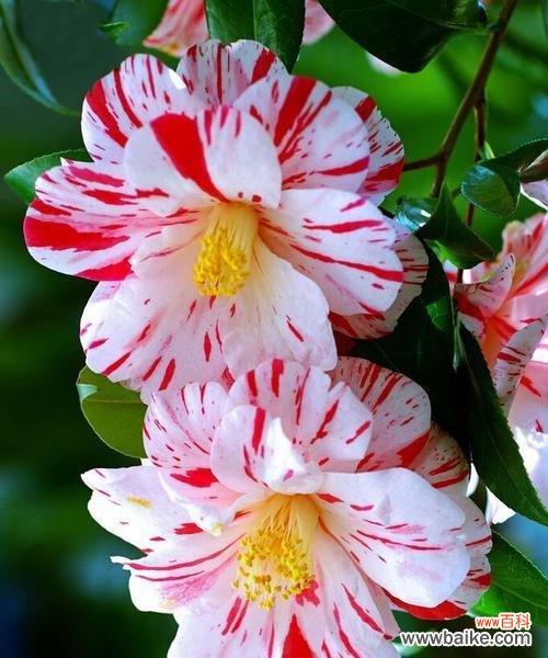 纯净如玉 单纯美好——以白色玫瑰花的花语为主题的文章