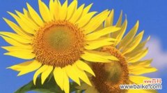 传递纯洁之美 单纯善良的花语