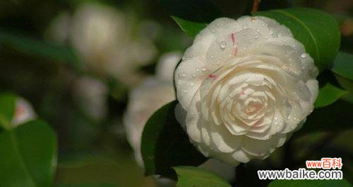 传递纯洁之美 单纯善良的花语