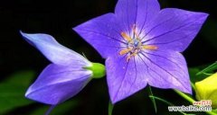 玫瑰花 等待爱情的花语——以玫瑰花为例